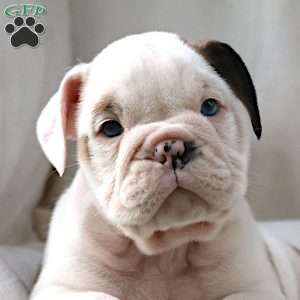 Maestro, English Bulldog Puppy